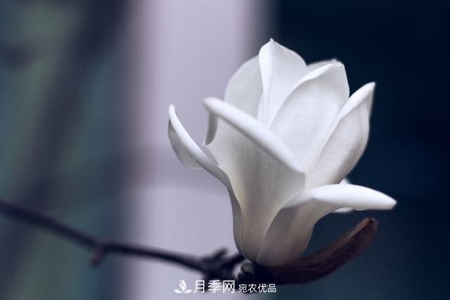 玉蘭樹：花先枝葉開，綻放一樹華(圖5)