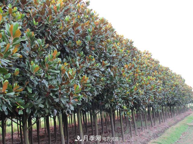 南陽(yáng)南召白玉蘭多少錢一棵(圖2)