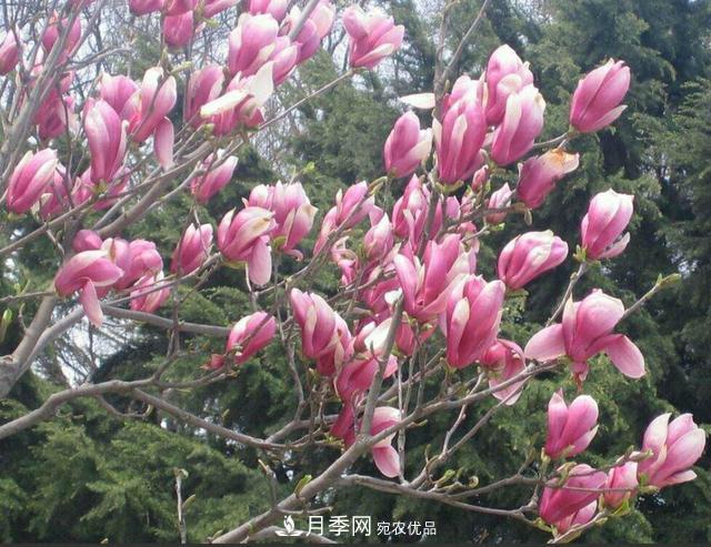 南陽(yáng)南召白玉蘭多少錢一棵(圖1)