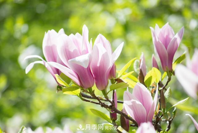 玉蘭不好養(yǎng)？避免這4個問題，植株生長旺盛，枝繁葉茂開花多(圖3)
