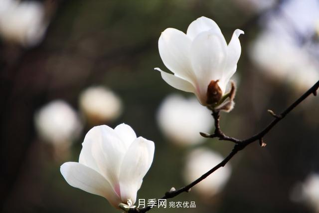 玉蘭不好養(yǎng)？避免這4個問題，植株生長旺盛，枝繁葉茂開花多(圖5)
