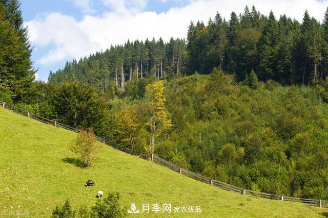 落葉松育苗造林技術，種植方法既簡單又方便，高產又增收(圖2)