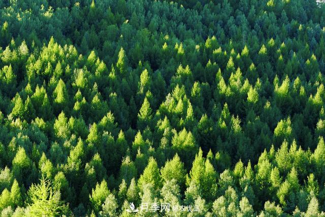 落葉松育苗造林技術，種植方法既簡單又方便，高產又增收(圖1)