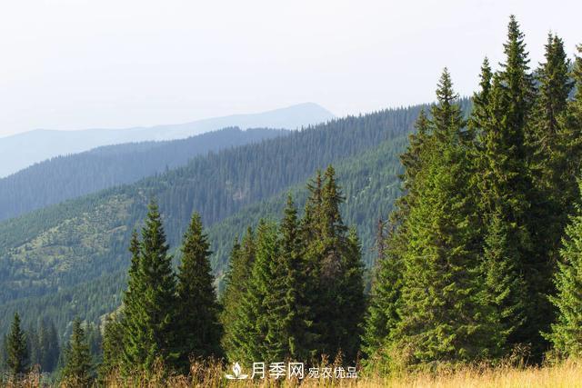 落葉松育苗造林技術，種植方法既簡單又方便，高產又增收(圖4)