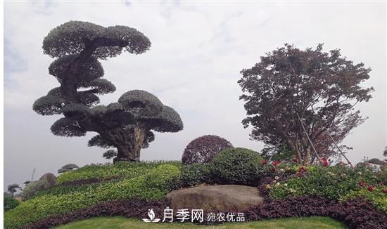 浙江金華婺城區(qū)竹馬鄉(xiāng)茶花產業(yè)綻放“花經濟”(圖2)