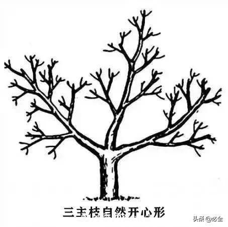 苗木的樹(shù)形怎么區(qū)分？(圖4)