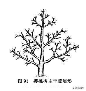 苗木的樹(shù)形怎么區(qū)分？(圖1)