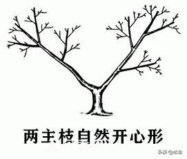 苗木的樹(shù)形怎么區(qū)分？(圖3)