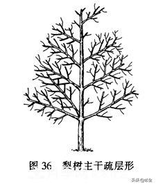 苗木的樹(shù)形怎么區(qū)分？(圖2)