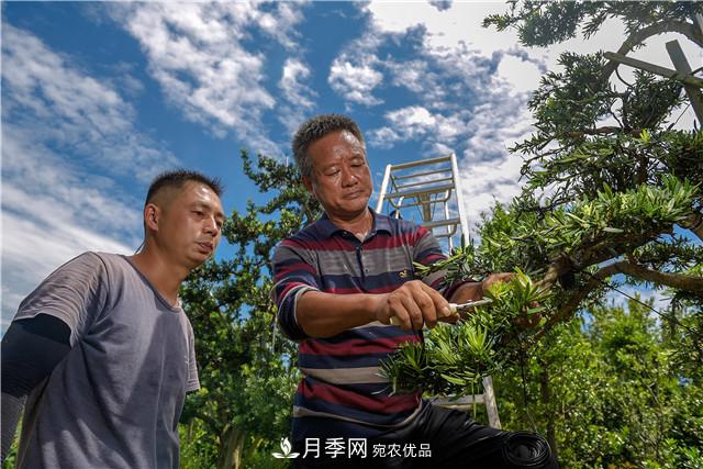 一樹一景，湖南長沙花木造型師的“雙搶”季(圖2)