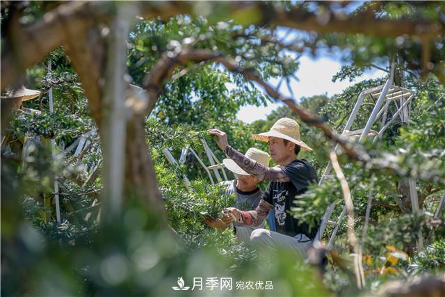 一樹一景，湖南長沙花木造型師的“雙搶”季(圖3)