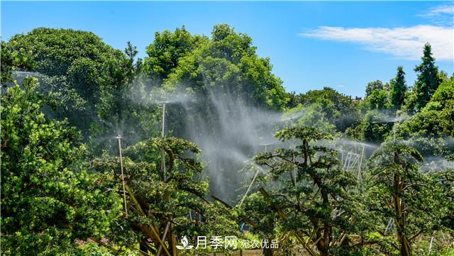 一樹一景，湖南長沙花木造型師的“雙搶”季(圖4)
