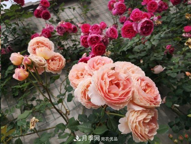 月季和薔薇有什么區(qū)別？買苗木前先知道4點(diǎn)，可省一大筆！(圖1)