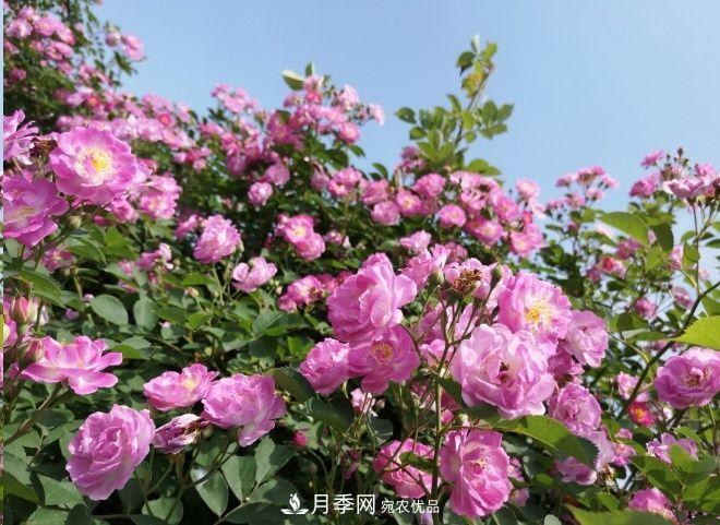 月季和薔薇有什么區(qū)別？買苗木前先知道4點(diǎn)，可省一大筆！(圖2)