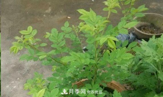 月季和薔薇有什么區(qū)別？買苗木前先知道4點(diǎn)，可省一大筆！(圖3)
