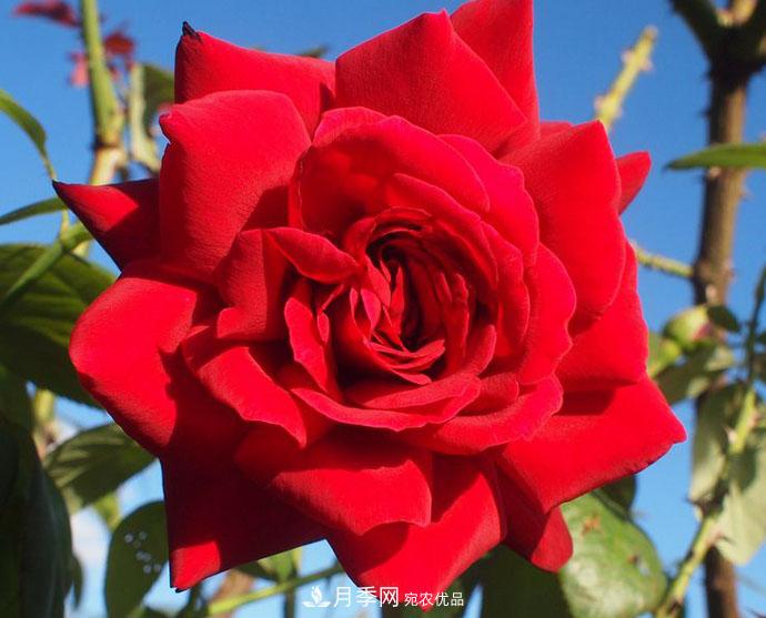 紅衣主教大花月季，花型漂亮，非常耐開(圖1)