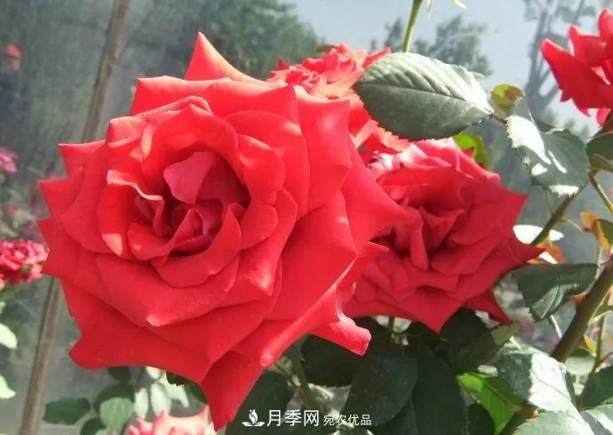 紅衣主教大花月季，花型漂亮，非常耐開(圖2)