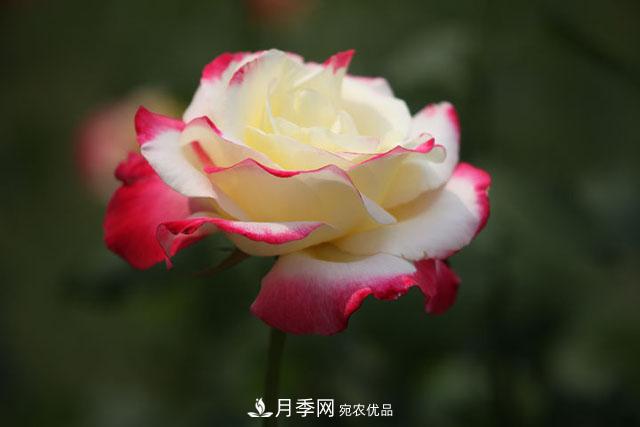 抓住這三大原則，月季修剪太簡單了！(圖1)