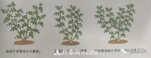 抓住這三大原則，月季修剪太簡單了！(圖3)