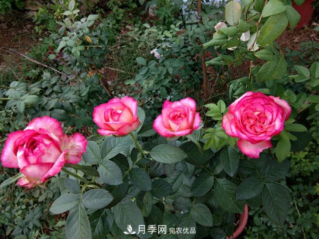 盆栽月季難養(yǎng)？掌握這3點，盆栽比地栽月季還好養(yǎng)！(圖1)