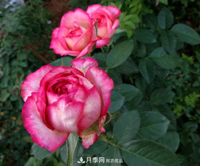 盆栽月季難養(yǎng)？掌握這3點，盆栽比地栽月季還好養(yǎng)！(圖2)