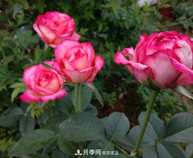 盆栽月季難養(yǎng)？掌握這3點，盆栽比地栽月季還好養(yǎng)！(圖3)