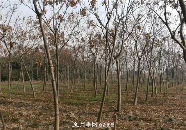 2020暢銷苗木品種排行，“老客戶積累”是苗木人成功根本(圖2)