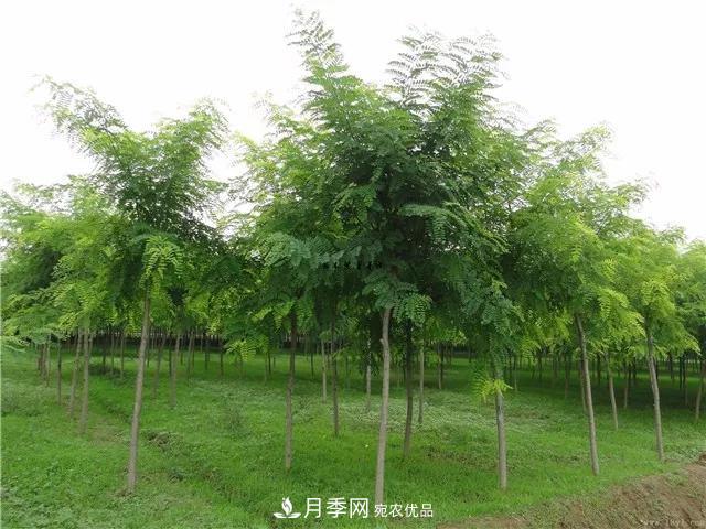 2020暢銷苗木品種排行，“老客戶積累”是苗木人成功根本(圖1)