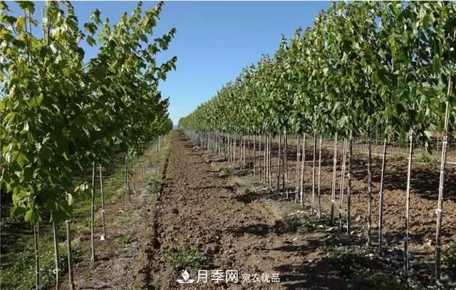 2020暢銷苗木品種排行，“老客戶積累”是苗木人成功根本(圖4)