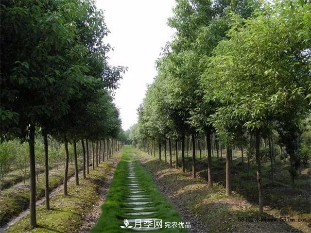 2020暢銷苗木品種排行，“老客戶積累”是苗木人成功根本(圖5)