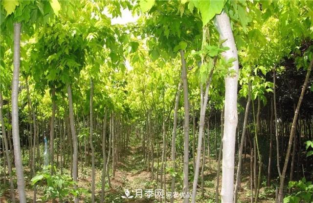 2020暢銷苗木品種排行，“老客戶積累”是苗木人成功根本(圖3)