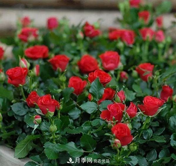 5種適合種在陽(yáng)臺(tái)的月季，生病幾率小，開(kāi)花有特色(圖3)