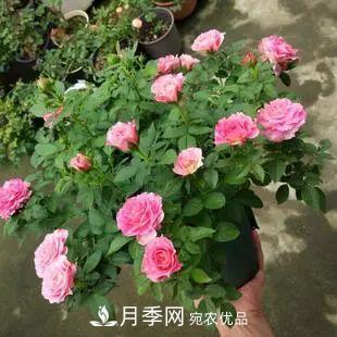 5種適合種在陽(yáng)臺(tái)的月季，生病幾率小，開(kāi)花有特色(圖6)