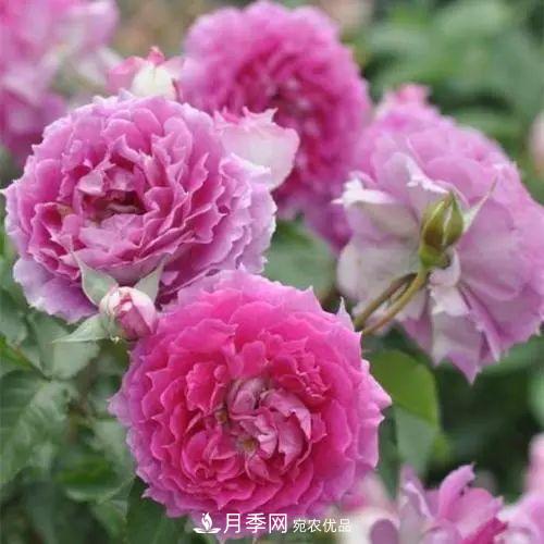 5種適合種在陽(yáng)臺(tái)的月季，生病幾率小，開(kāi)花有特色(圖7)
