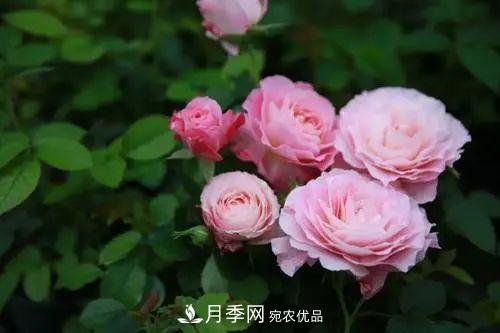 5種適合種在陽(yáng)臺(tái)的月季，生病幾率小，開(kāi)花有特色(圖5)