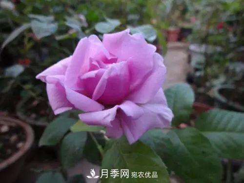 5種適合種在陽(yáng)臺(tái)的月季，生病幾率小，開(kāi)花有特色(圖8)