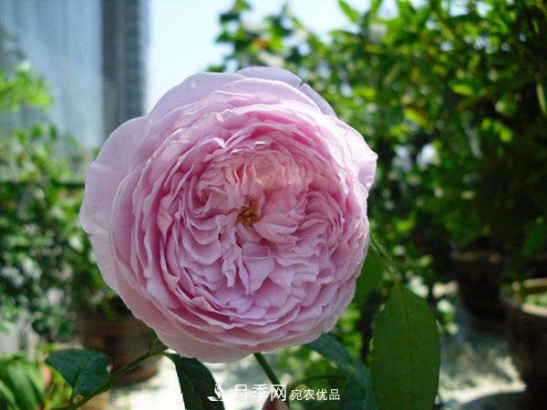 推薦4種優(yōu)秀藤本月季，開花多一開就停不下來(圖1)