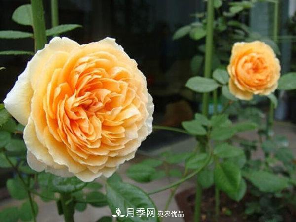 推薦4種優(yōu)秀藤本月季，開花多一開就停不下來(圖3)