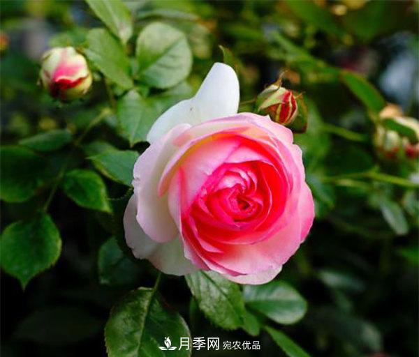 推薦4種優(yōu)秀藤本月季，開花多一開就停不下來(圖4)