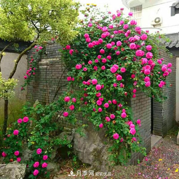 推薦4種優(yōu)秀藤本月季，開花多一開就停不下來(圖2)