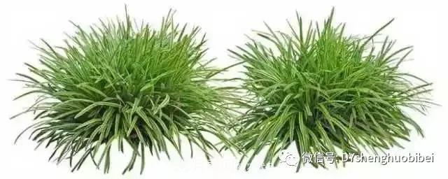 苗木必備基本常識(shí)手冊(cè)(圖9)