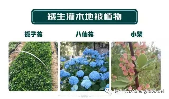 苗木必備基本常識(shí)手冊(cè)(圖16)