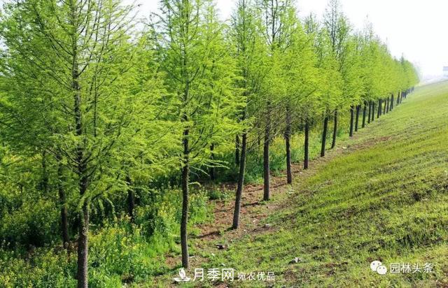 這些苗木價(jià)格***貴，市場(chǎng)潛力大，未來(lái)可以繼續(xù)發(fā)展！(圖7)