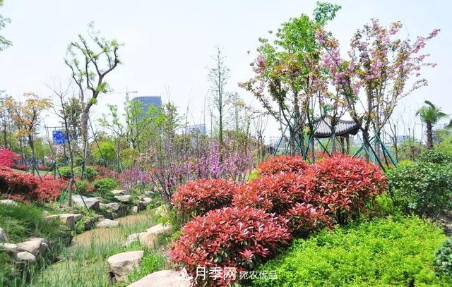 這些中國著名苗木產(chǎn)地你知道幾個(gè)？值得收藏！(圖1)