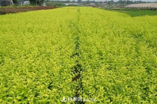這些中國著名苗木產(chǎn)地你知道幾個(gè)？值得收藏！(圖3)