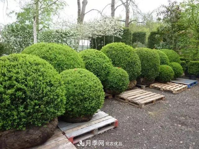 這些中國著名苗木產(chǎn)地你知道幾個(gè)？值得收藏！(圖6)