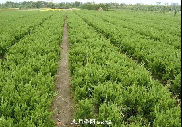 這些中國著名苗木產(chǎn)地你知道幾個(gè)？值得收藏！(圖4)