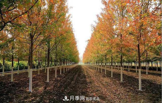 這些中國著名苗木產(chǎn)地你知道幾個(gè)？值得收藏！(圖5)