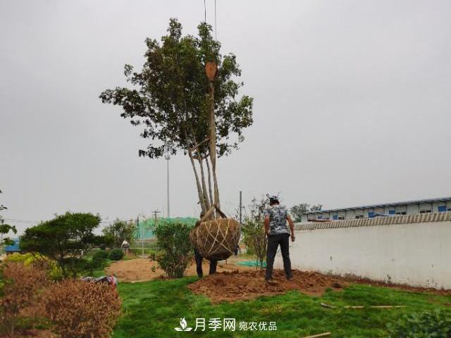 夏季綠化移栽樹(shù)木苗木之關(guān)鍵(圖1)