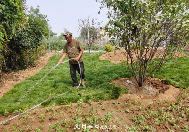 夏季綠化移栽樹(shù)木苗木之關(guān)鍵(圖3)